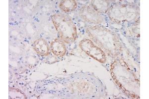 Paraformaldehyde-fixed, paraffin embedded rat kidney, Antigen retrieval by boiling in sodium citrate buffer (pH6) for 15min, Block endogenous peroxidase by 3% hydrogen peroxide for 30 minutes, Blocking buffer (normal goat serum) at 37°C for 20min, Antibody incubation with Noggin Polyclonal Antibody, Unconjugated  at 1:500 overnight at 4°C, followed by a conjugated secondary and DAB staining. (NOG 抗体  (AA 28-130))