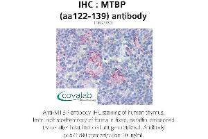 Image no. 1 for anti-MDM2 Binding Protein (MTBP) (AA 122-139) antibody (ABIN1737106) (MTBP 抗体  (AA 122-139))