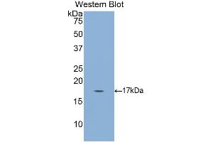 Western Blotting (WB) image for anti-Gastrokine 3 (GKN3) (AA 38-177) antibody (ABIN1859014) (Gastrokine 3 抗体  (AA 38-177))