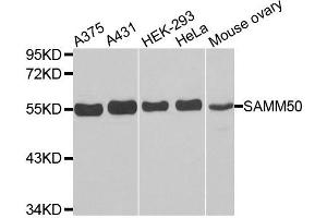 Western Blotting (WB) image for anti-Sorting and Assembly Machinery Component 50 Homolog (SAMM50) antibody (ABIN1874691) (SAMM50 抗体)