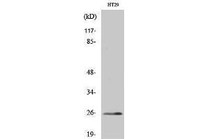 Western Blotting (WB) image for anti-Homeobox A6 (HOXA6) (Internal Region) antibody (ABIN3180674)