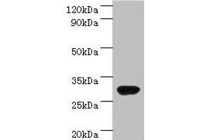 Western blot All lanes: rbsK antibody at 2 μg/mL + DH5a whole cell lysate Secondary Goat polyclonal to rabbit IgG at 1/10000 dilution Predicted band size: 33 kDa Observed band size: 33 kDa (Ribokinase 抗体  (AA 1-309))