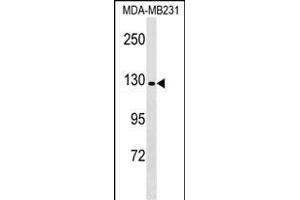 CNTN Antibody (C-term) (ABIN1536683 and ABIN2848914) western blot analysis in MDA-M cell line lysates (35 μg/lane). (CNTNAP4 抗体  (C-Term))