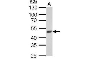 WB Image FBXL3 antibody detects FBXL3 protein by Western blot analysis. (FBXL3 抗体)