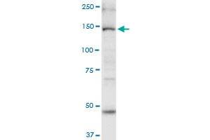 MYO6 monoclonal antibody (M02), clone 2E12. (Myosin VI 抗体  (AA 1188-1285))