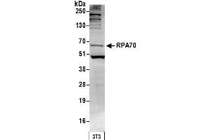 Western Blotting (WB) image for anti-Replication Protein A1, 70kDa (RPA1) (AA 350-400) antibody (ABIN7453556)
