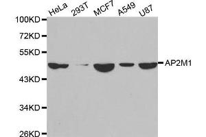 Western blot analysis of extracts of various cell lines, using AP2M1 antibody. (AP2M1 抗体  (AA 134-433))