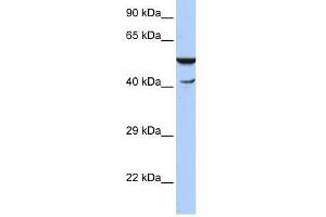 Western Blot showing HSPBAP1 antibody used at a concentration of 1-2 ug/ml to detect its target protein.