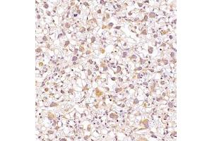 Immunohistochemistry analysis of paraffin-embedded mouse placentausing ALG6 (ABIN7073127) at dilution of 1:1200 (ALG6 抗体)