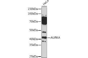 Western blot analysis of extracts of HeLa cells, using AURKA Rabbit pAb (ABIN3022969, ABIN3022970, ABIN3022971 and ABIN6219323) at 1:500 dilution. (Aurora A 抗体  (AA 1-100))