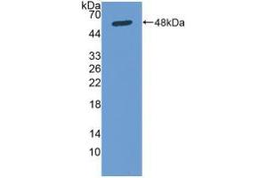 Western blot analysis of recombinant Human Osteonectin. (SPARC 抗体  (AA 18-303))