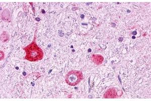 Image no. 1 for anti-G Protein-Coupled Receptor 151 (GPR151) (Cytoplasmic Domain) antibody (ABIN1048737) (GPR151 抗体  (Cytoplasmic Domain))