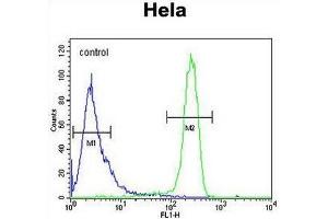 Flow Cytometry (FACS) image for anti-Elongation Factor Tu GTP Binding Domain Containing 1 (EFTUD1) (AA 1069-1098), (C-Term) antibody (ABIN952035)