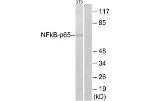 Western blot analysis of extracts from NIH-3T3, using NF-kappaB p65 (Ab-311) antibody.