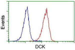 Image no. 2 for anti-Deoxycytidine Kinase (DCK) antibody (ABIN1497775) (DCK 抗体)