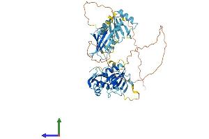 AlphaFold protein structure predicition of Mouse Recombinant Ptbp3 Protein, UniprotID Q8BHD7