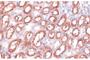 Immunohistochemistry of paraffin-embedded Mouse kidney using SHMT1 Polyclonal Antibody at dilution of 1:100 (40x lens). (SHMT1 抗体)