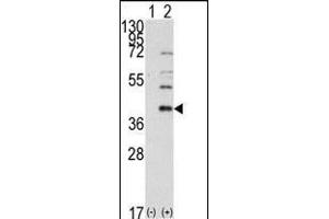 Western blot analysis of AOS1 (arrow) using rabbit polyclonal AOS1 Antibody (C-term) (ABIN389081 and ABIN2839278). (SAE1 抗体  (C-Term))