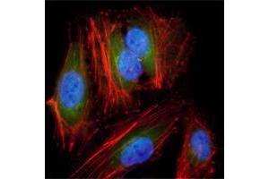 Immunofluorescence analysis of Hela cells using anti-MAP2K2 mAb (green). (MEK2 抗体)