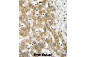NPS3A Antibody (Center) immunohistochemistry analysis in formalin fixed and paraffin embedded human liver tissue followed by peroxidase conjugation of the secondary antibody and DAB staining. (NIPSNAP3A 抗体  (Middle Region))