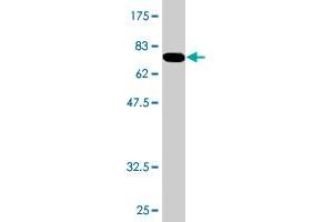 Western Blotting (WB) image for anti-Armadillo Repeat Containing 6 (ARMC6) (AA 1-476) antibody (ABIN530137)
