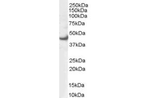 Image no. 1 for anti-Mitogen-Activated Protein Kinase 3 (MAPK3) (N-Term) antibody (ABIN374560) (ERK1 抗体  (N-Term))