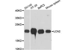 Western blot analysis of extracts of various cell lines, using LCN2 antibody (ABIN1873521) at 1:3000 dilution. (Lipocalin 2 抗体)