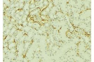 ABIN6277101 at 1/100 staining Mouse kidney tissue by IHC-P. (SORD 抗体  (Internal Region))