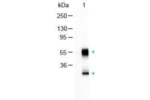 Western Blot of Alkaline Phosphatase Conjugated Goat Anti-Mouse IgG Antibody Lane 1: Mouse IgG Load: 100 ng per lane Secondary antibody: Alkaline Phosphatase Conjugated Goat Anti-Mouse IgG Antibody at 1:1000 for 60 min at RT Block: ABIN925618 for 30 min RT Predicted/Observed size: 55 and 28 kDa, 55 and 28 kDa (山羊 anti-小鼠 IgG (Heavy & Light Chain) Antibody (Alkaline Phosphatase (AP)) - Preadsorbed)