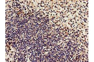 Immunohistochemistry analysis of human spleen tissue using ABIN7161498 at dilution of 1:100 (NCF2 抗体  (AA 178-526))
