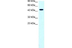 Western Blotting (WB) image for anti-Solute Carrier Family 17 (Anion/Sugar Transporter), Member 2 (SLC17A2) (Middle Region) antibody (ABIN2778133)
