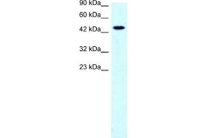 WB Suggested Anti-SLC17A2 Antibody Titration:  0. (SLC17A2 抗体  (Middle Region))
