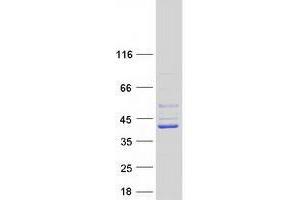 Western Blotting (WB) image for TruB Pseudouridine (Psi) Synthase Homolog 2 (TRUB2) protein (Myc-DYKDDDDK Tag) (ABIN2734401)