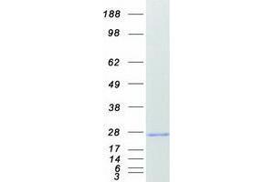 Western Blotting (WB) image for V-Set and Transmembrane Domain Containing 2 Like (VSTM2L) protein (Myc-DYKDDDDK Tag) (ABIN2735453)
