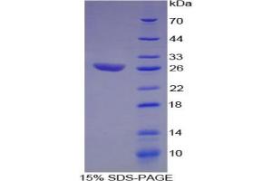 SDS-PAGE analysis of Human ATF1 Protein.