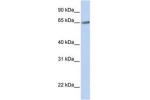 Image no. 1 for anti-Transmembrane 9 Superfamily Member 1 (TM9SF1) (AA 144-193) antibody (ABIN6743324) (TM9SF1 抗体  (AA 144-193))