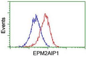 Flow Cytometry (FACS) image for anti-EPM2A (Laforin) Interacting Protein 1 (EPM2AIP1) antibody (ABIN1498045) (EPM2AIP1 抗体)