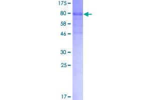 Erythropoietin Receptor (EPOR) (AA 1-508) protein (GST tag)