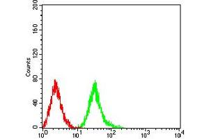 Flow cytometric analysis of Jurkat cells using Phospho-4E-BP1 (Ser65) mouse mAb (green) and negative control (red). (eIF4EBP1 抗体  (pSer65))
