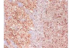 IHC analysis of HCN1 in frozen sections of mouse brain extract using HCN1 antibody. (HCN1 抗体  (AA 778-910))