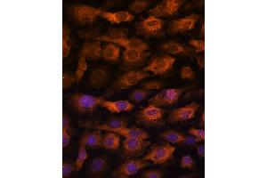 Immunofluorescence (IF) image for anti-Interferon-Induced Transmembrane Protein 3 (IFITM3) (AA 1-133) antibody (ABIN6142186)