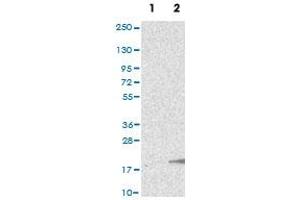 Western Blot (Cell lysate) analysis of (1) Negative control (vector only transfected HEK293T lysate), and (2) Over-expression lysate (Co-expressed with a C-terminal myc-DDK tag (~3. (GnRH2 抗体)