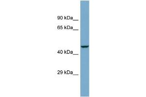 Host:  Rabbit  Target Name:  ZSCAN21  Sample Type:  COLO205 Whole cell lysates  Antibody Dilution:  1. (ZSCAN21 抗体  (Middle Region))