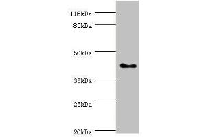 Western blot All lanes: SH3GL2 antibody at 0. (SH3G2 抗体  (AA 1-270))