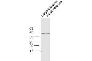 Western Blotting (WB) image for anti-Caudal Type Homeobox 2 (CDX2) (AA 151-250) antibody (ABIN732173)