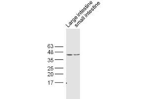 Lane 1:Mouse large intestine lysates, Lane 2: Mouse small intestine lysates probed with Rabbit : Rabbit Anti- CDX2 Polyclonal Antibody, Unconjugated  at 1:300 overnight at 4˚C. (CDX2 抗体  (AA 151-250))