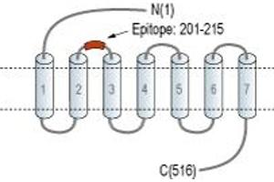 Representative domain view of the target of ABIN7884806.