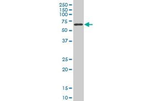 T-Box 18 antibody  (AA 454-560)