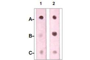 Dot Blot : 1 ug peptide was blot onto NC membrane. (Neurofibromin 1 抗体)
