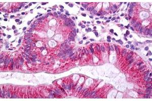 Anti-CES2 / Esterase antibody IHC staining of human colon. (CES2 抗体  (C-Term))